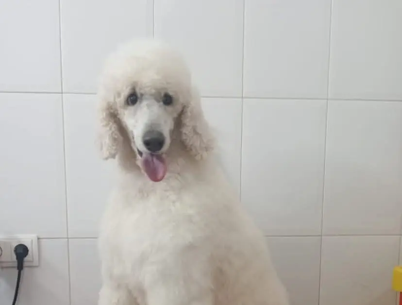 perro lost    Torre Pacheco Otto et betty