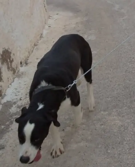 perro lost    Fuente Álamo de Murcia Richard