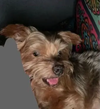 perro lost   30740 San Pedro del Pinatar Roko