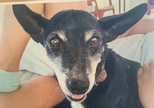 perro lost    San Javier Tobi