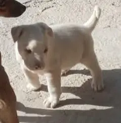 perro lost   30890 Puerto Lumbreras Beltrán