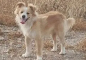 perro lost    Lorca Hansel