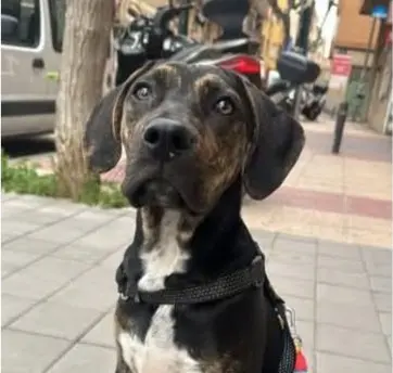 perro lost    Lorca Max