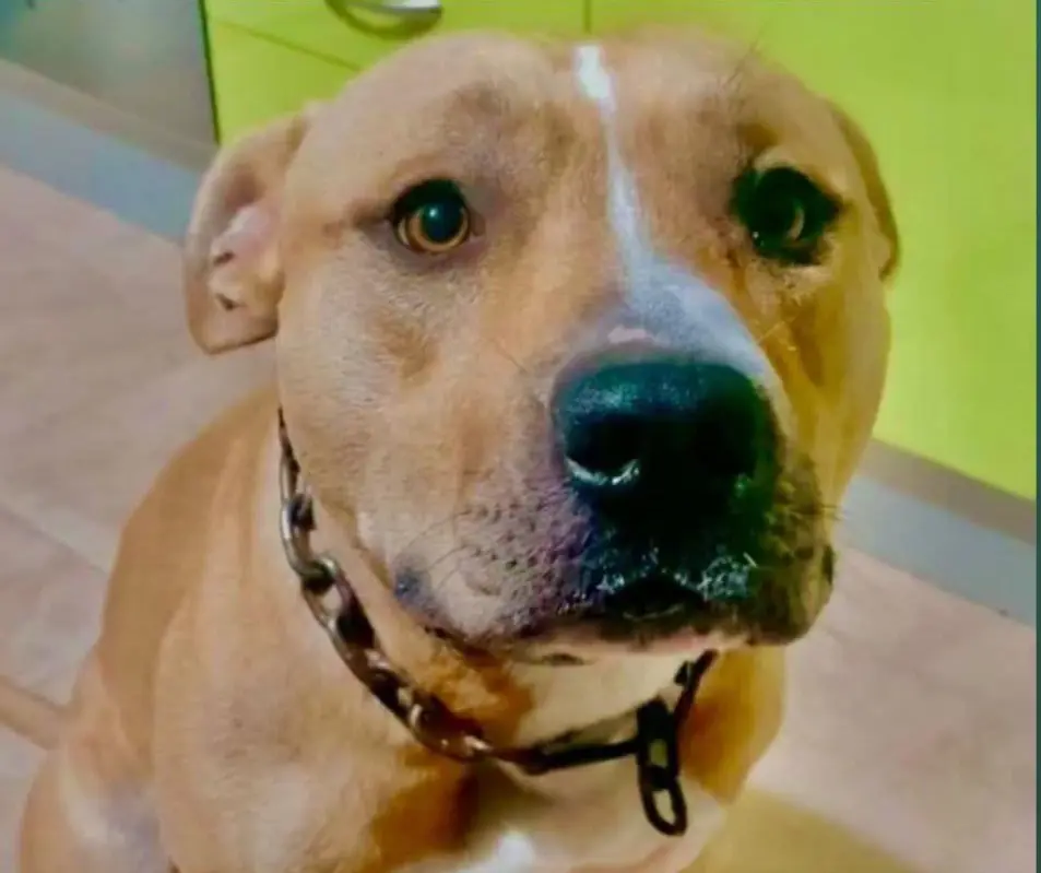 perro lost   30530 Cieza Draco