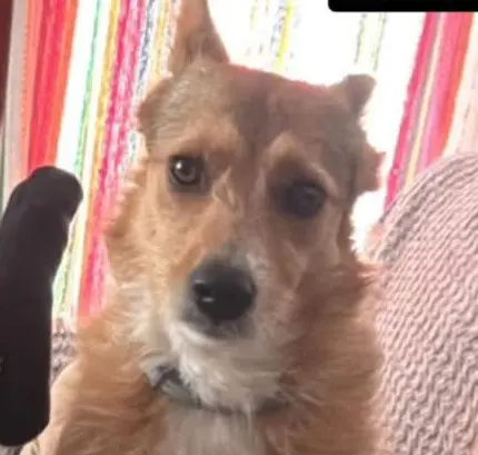 perro lost   30540 Blanca Kenia