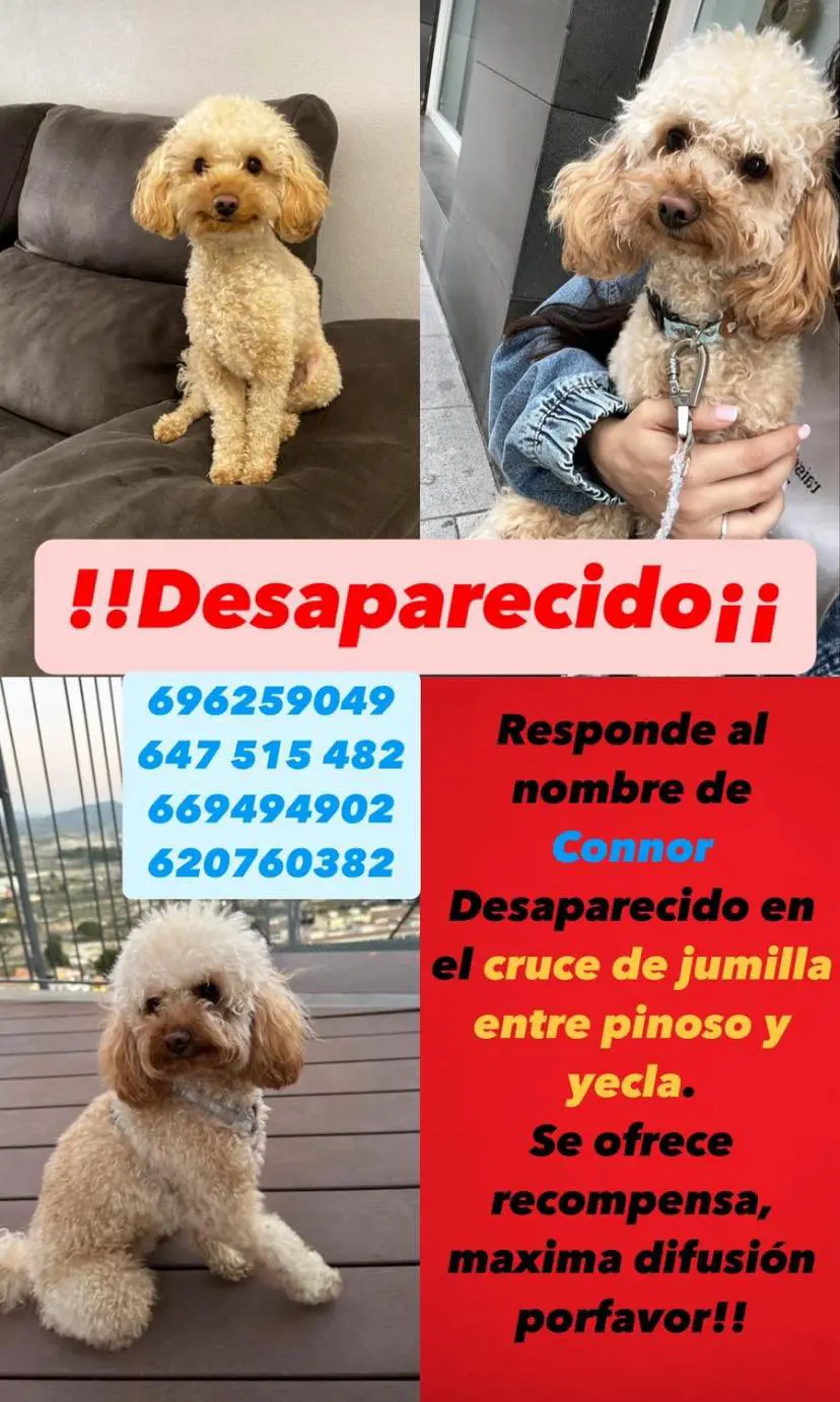 perro lost   30510 Yecla Connor