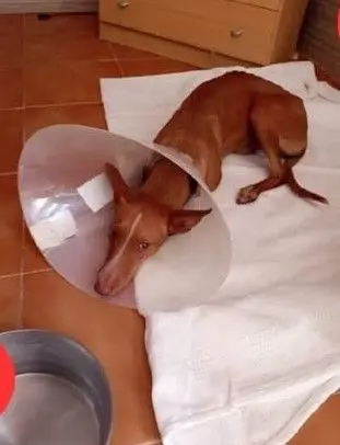 perro lost    Jumilla Pepe