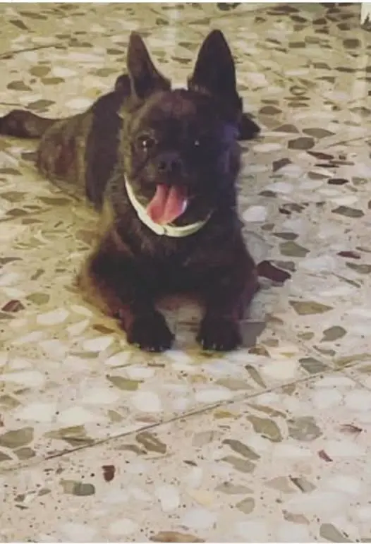 perro lost    Murcie Chulo