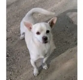 perro lost    Murcie Gabi
