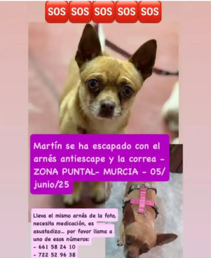 perro lost    Murcie Martin