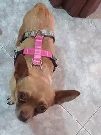 perro lost    Murcie Martin
