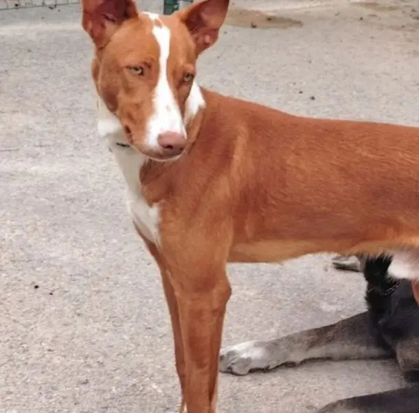 perro lost    Murcie Pupy