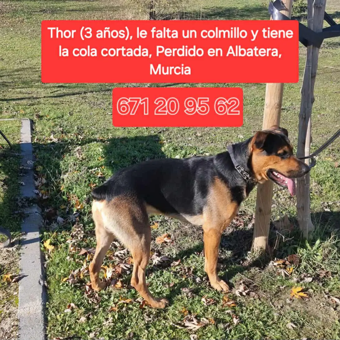 perro lost    Murcie Thor