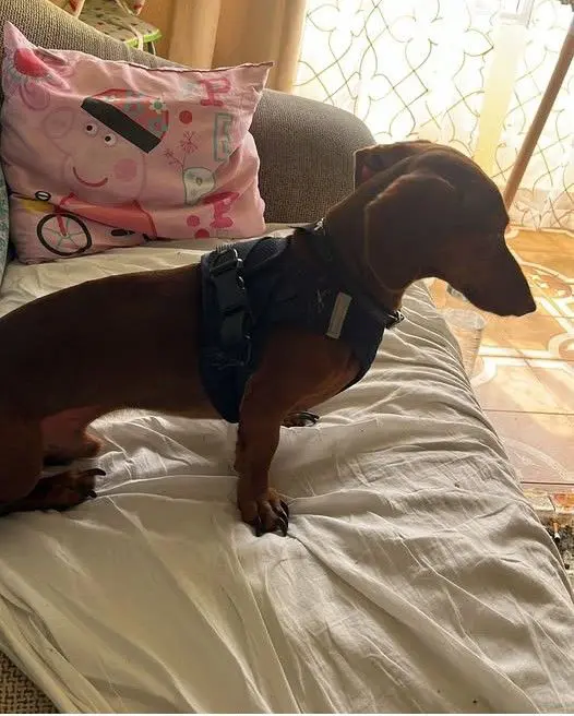 perro lost    Murcia Francfort