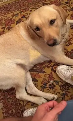 perro lost    Cangas del Narcea Bella