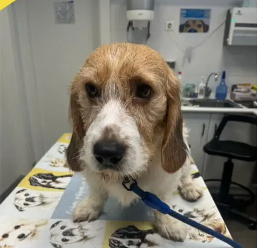 perro lost  Plaza del decano Eduardo Ibaseta 33207 Gijon Duncan