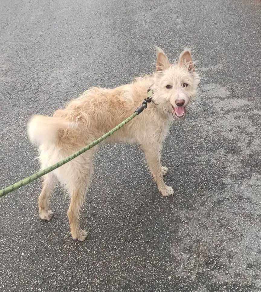 perro lost  Plaza del decano Eduardo Ibaseta 33207 Gijon Karim