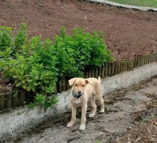 perro lost  Acceso a la estación de Tremañes 33211 Gijon Toni