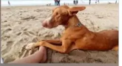 perro lost  LLN-8 33509 Porrúa Lino