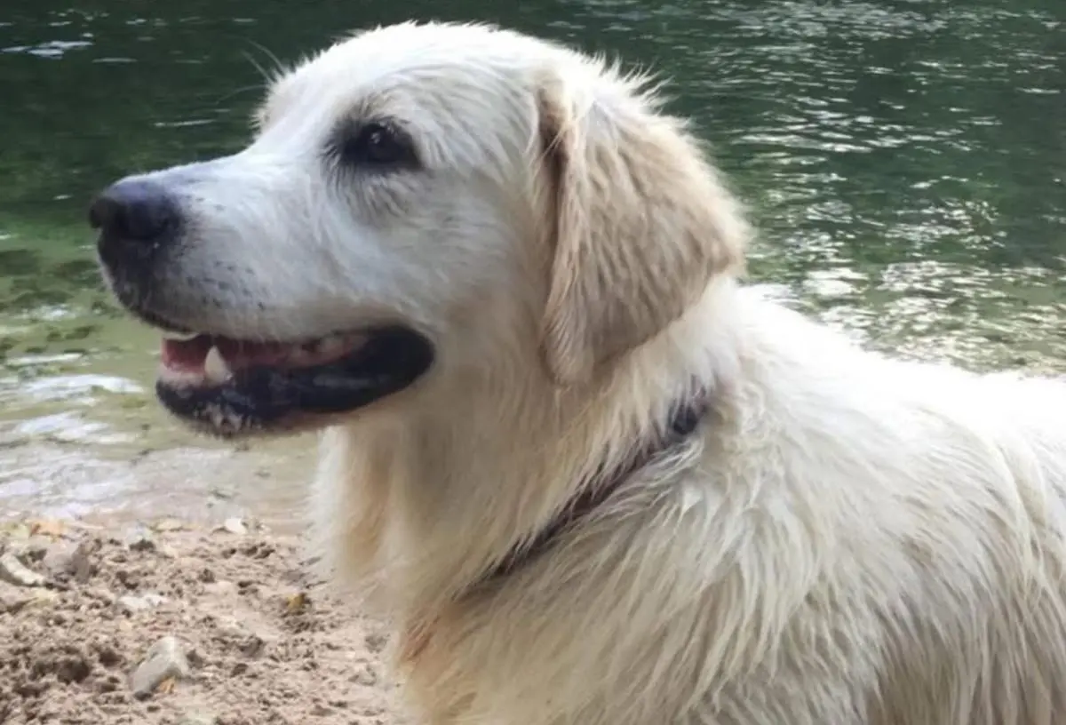 perro lost  LLN-8 33509 Porrúa Menta