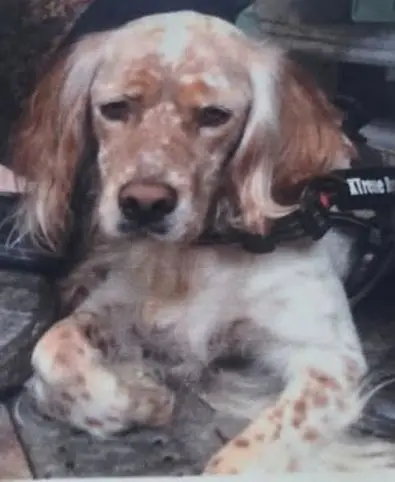 perro lost  Cai Ríu Caudal 33600 Mieres del Camín Zar