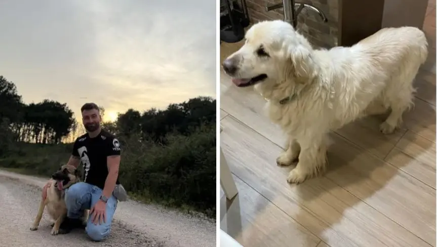 perro lost  Calle Morcín 33006 Oviède 2 perros