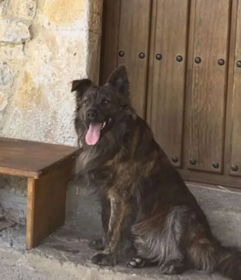 perro lost  Calle Morcín 33006 Oviède Barry