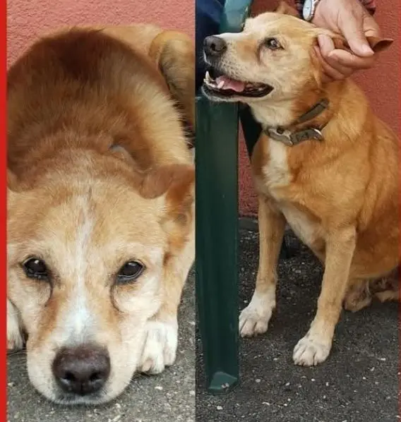 perro lost  Calle Morcín 33006 Oviède Bobby