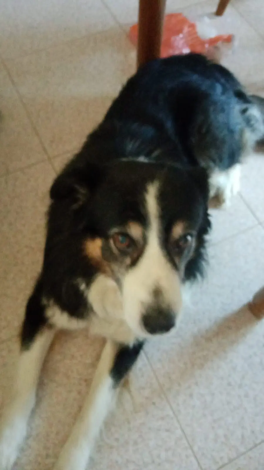 perro lost  Calle Valdés Salas 33007 Oviède Ted