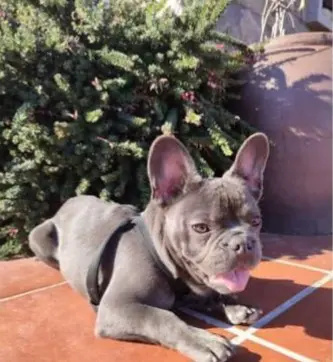 perro lost    Cangas del Narcea Sazuke