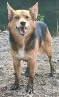 perro lost     Zar