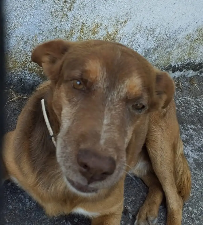 perro lost     No sé