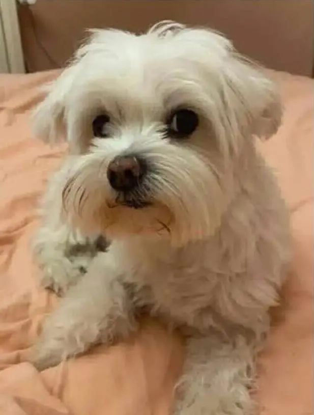 perro lost   32152  Curro