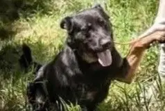perro lost     Kaos