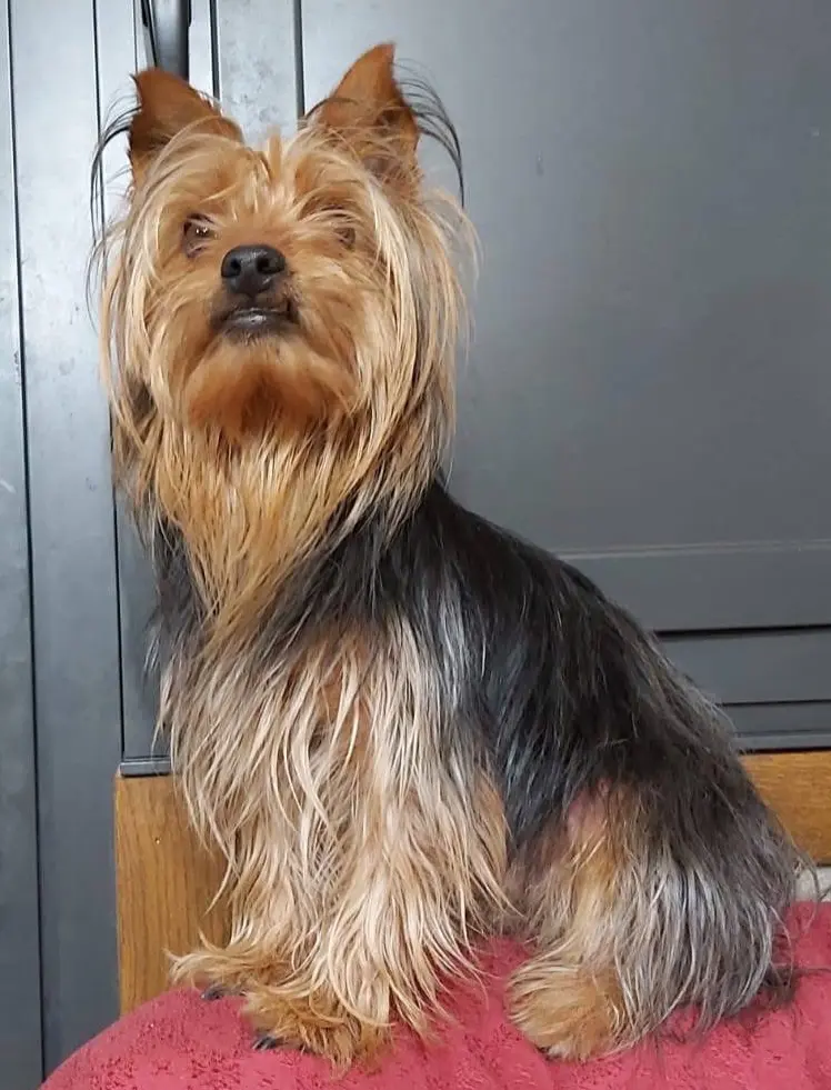 perro lost   32890  Nose