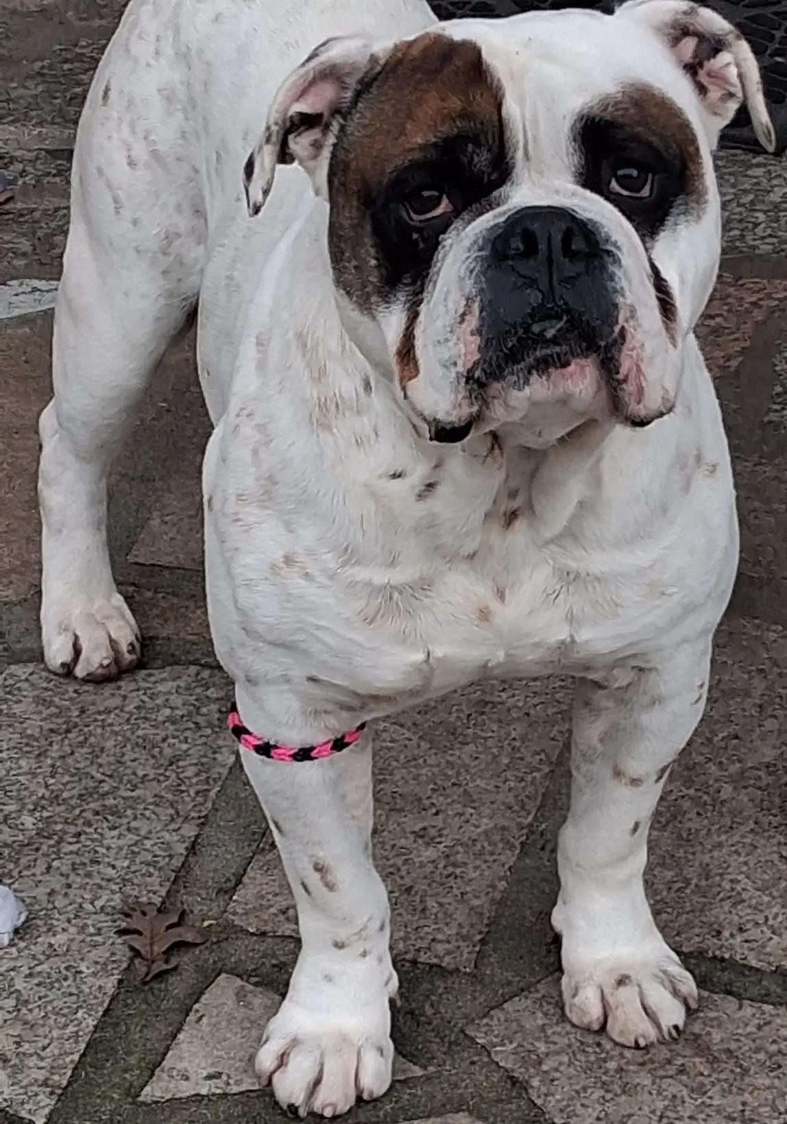 perro lost   32690  Perro