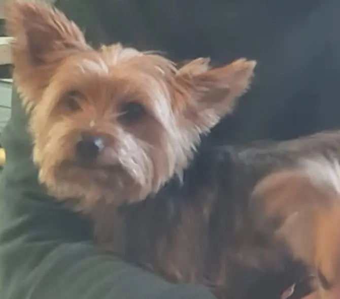 perro lost     Wiky