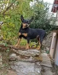 perro lost     Chiki