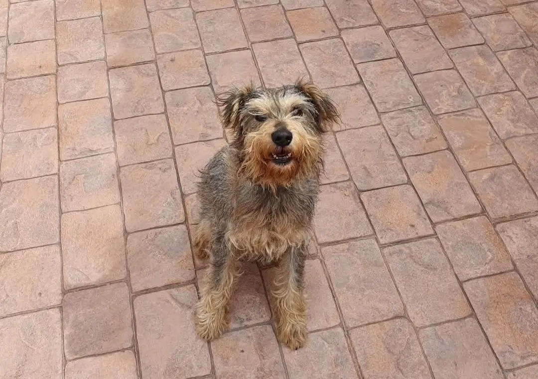 perro lost     Kross