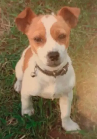 perro lost     Chispi