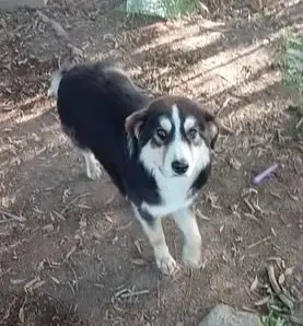 perro lost     Floki