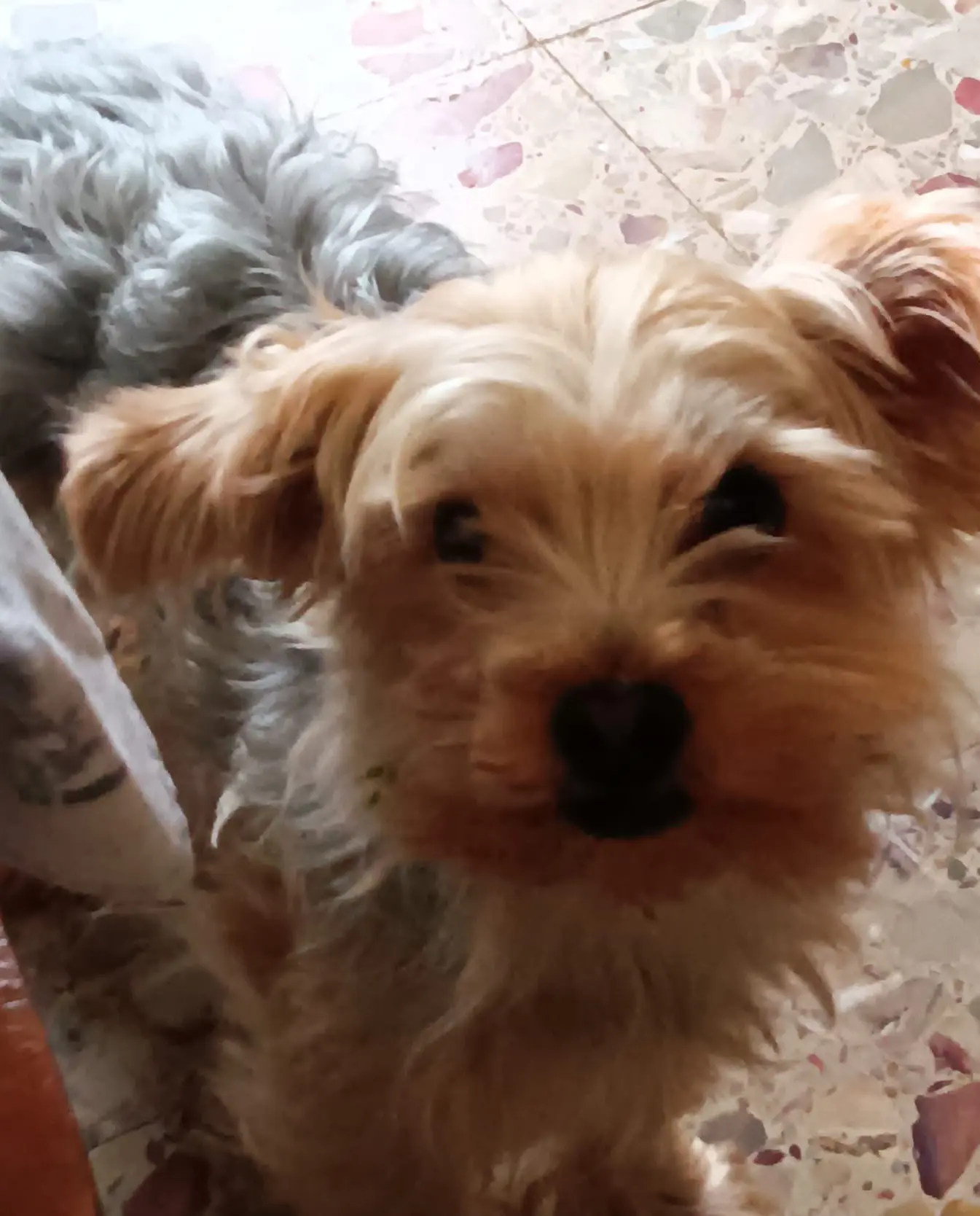 perro lost     Nose