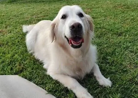 perro lost     Bimba