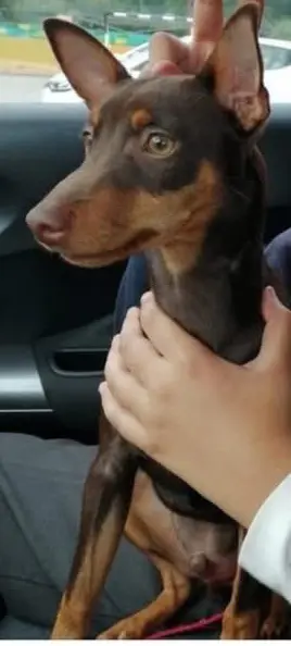 perro lost     Toby