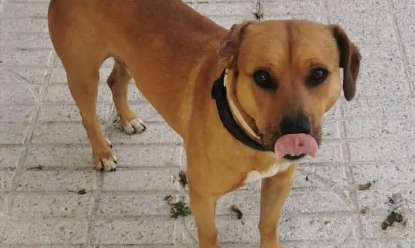 perro lost     Thor