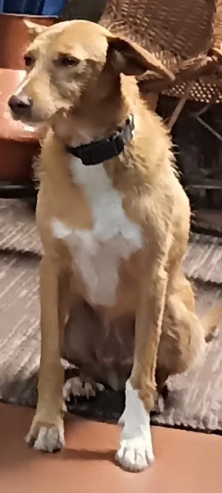 perro lost     Freky
