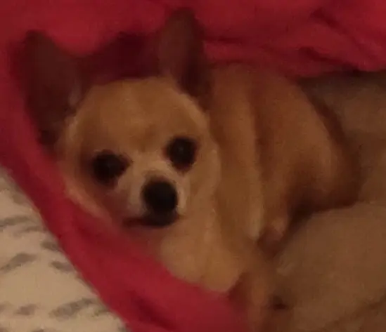 perro lost     Kiko