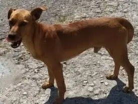 perro lost     Naco