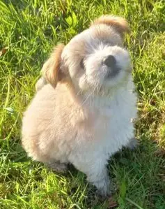 perro lost     No sé
