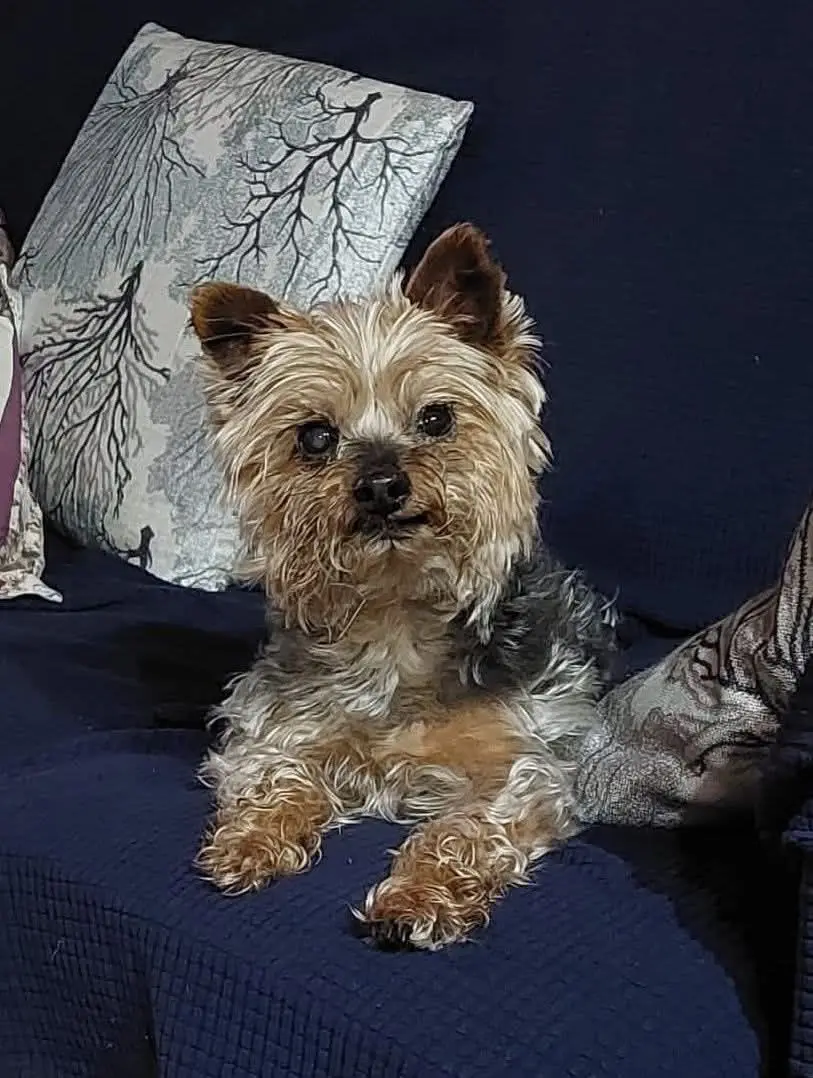 perro lost   36110  No sé